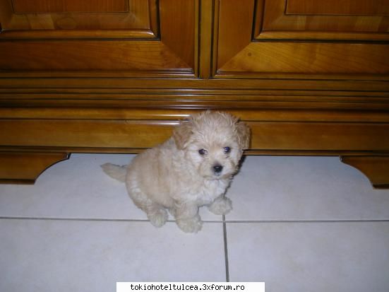 avetzi animale de casa sauatzi avut? - karla love tom - Fan-club
