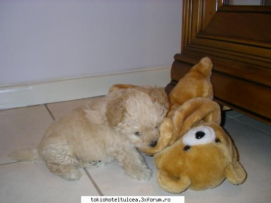 avetzi animale de casa sauatzi avut? - karla love tom - Fan-club