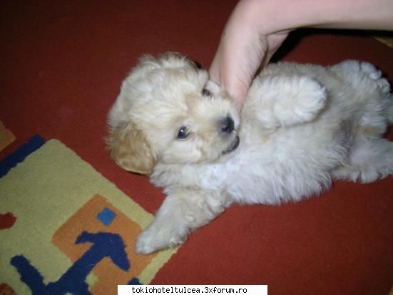 avetzi animale de casa sauatzi avut? - karla love tom - Fan-club
