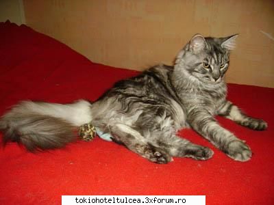 avetzi animale de casa sauatzi avut? - boon yo am o pisiq ....O cheama Molly si mai am - Fan-club
