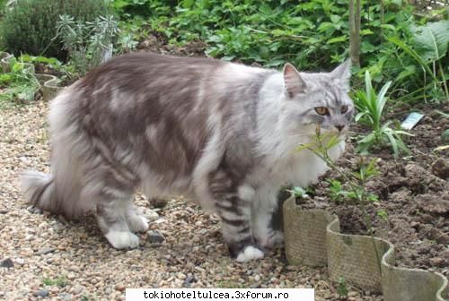 avetzi animale de casa sauatzi avut? - Bill_Love - Fan-club